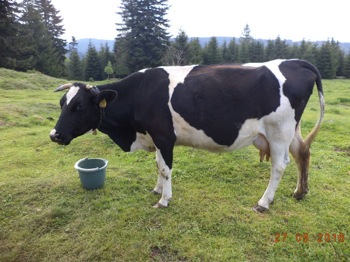Vaca de la Florica-1 - PRIMAVARA STANA DEALUL ALB-2016