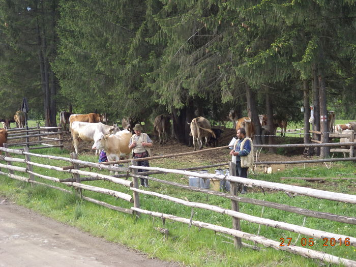 Vacile lui Sandu Voda in Tinoasa