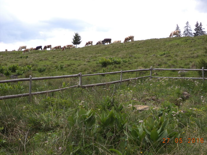 Vacile pe langa izvor