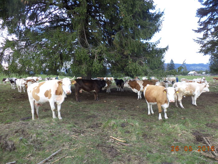 Vacutele in ocol-hb7