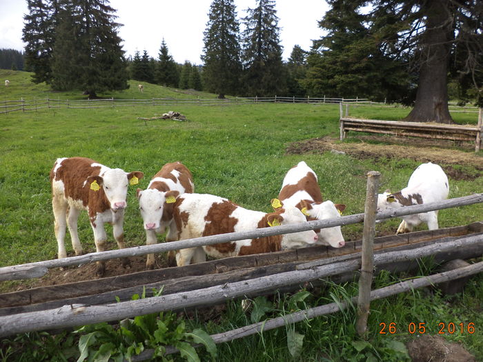 Viteii asteapta zarul-2