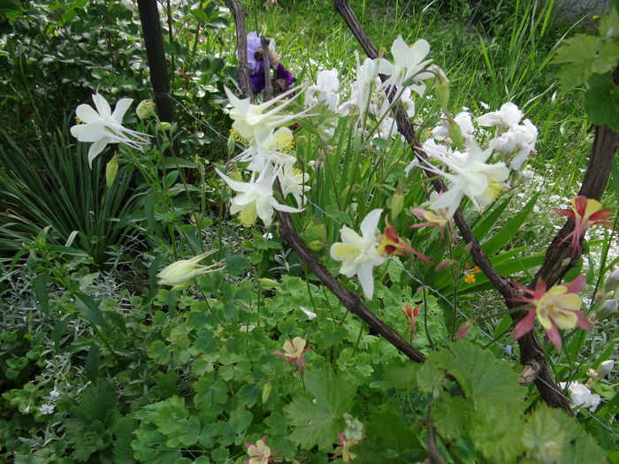 columbine-cea mai veche tufa