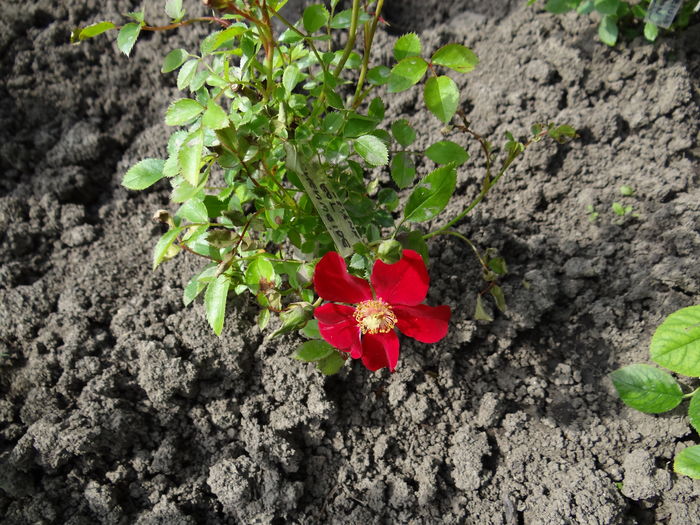 Bienenweiderott-multumesc Silvia :) - Cel mai asteptat moment - Primul boboc si prima floare