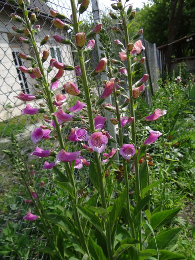 digitalis