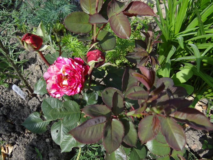 Belle d'Espinouse - Cel mai asteptat moment - Primul boboc si prima floare