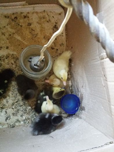 3 mandarina alba,1 mandarina neagra si 1 gasca cu coama; Printre ei mai sunt si cativa de rata muta si ceva carolini
