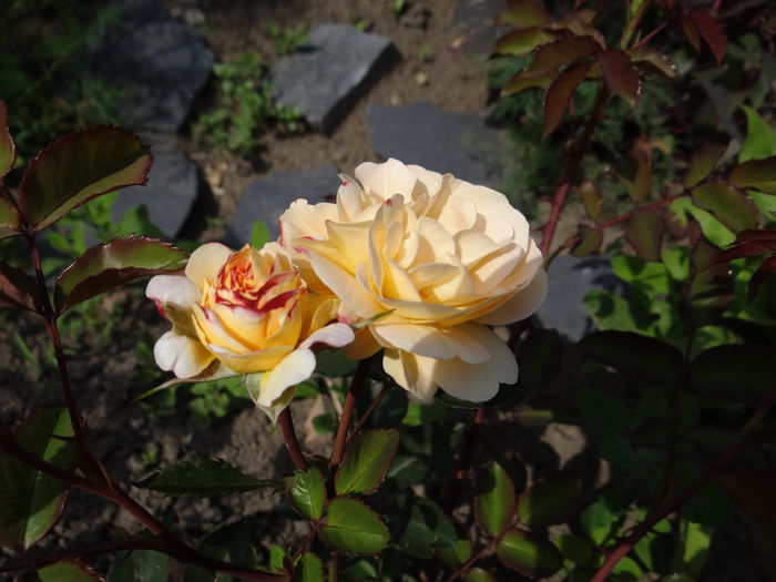 Rose de Gerberoy - Cel mai asteptat moment - Primul boboc si prima floare