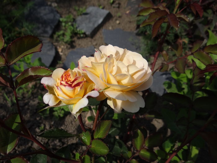 Rose de Gerberoy