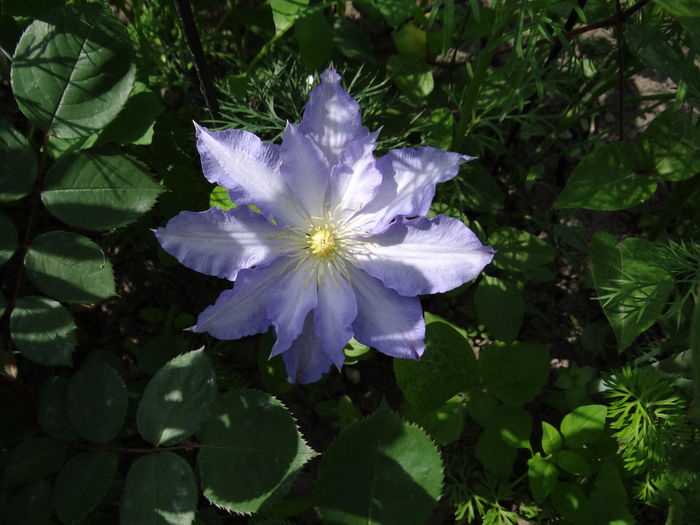 Thyrislund- prima floare
