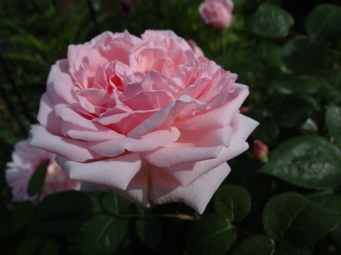 Eglentine
