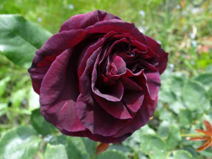 Dimov 48