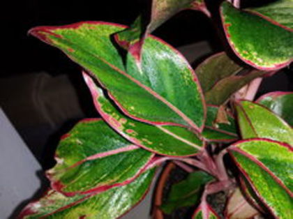 Aglaonema crete( "Siam Aroda”) - 003-1 Aglaonema- planta intunericului