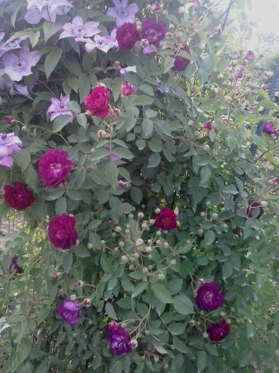 20160530_182702 - 2016 Trandafiri
