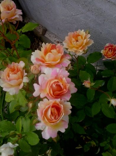 rose de cisterciens