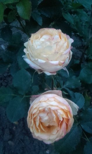 20160530_211731 - trandafiri 2016