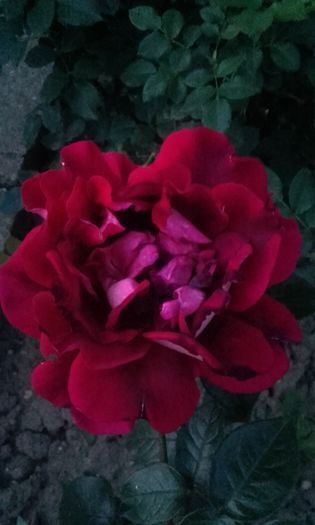 20160530_211750 - trandafiri 2016