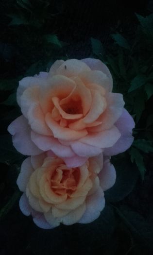 20160530_211835 - trandafiri 2016