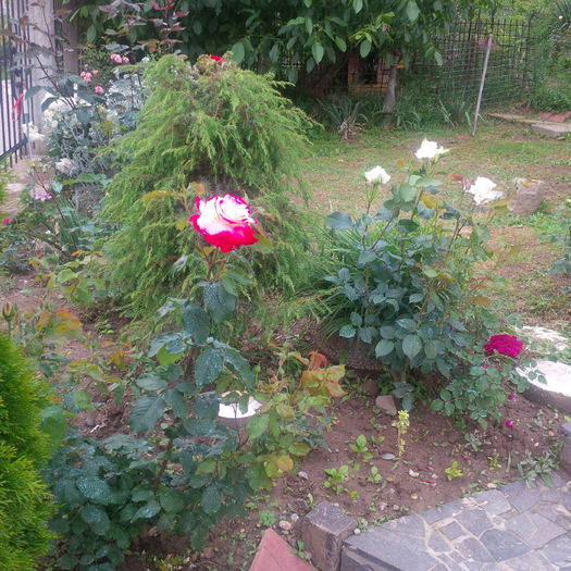 IMG_20160530_195433 - trandafiri 2016