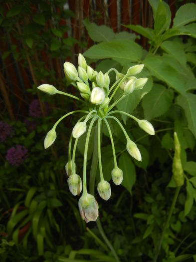Allium siculum (2016, April 29)
