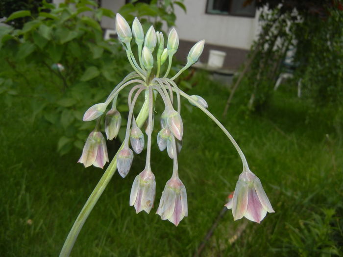 Allium siculum (2016, May 06)