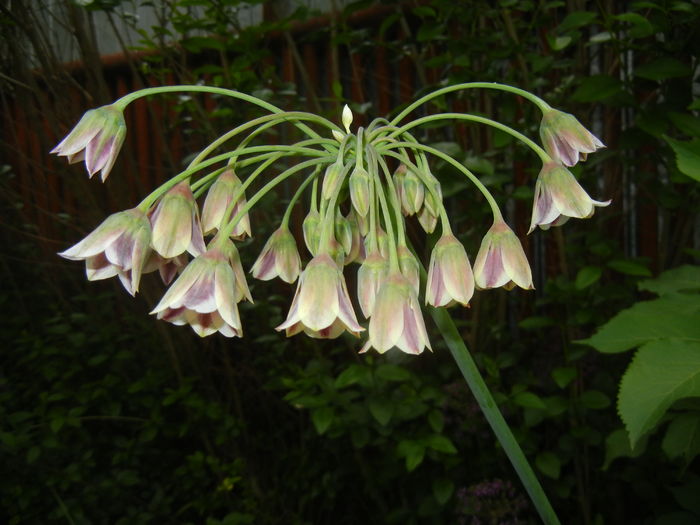 Allium siculum (2016, May 10) - Nectaroscordum siculum