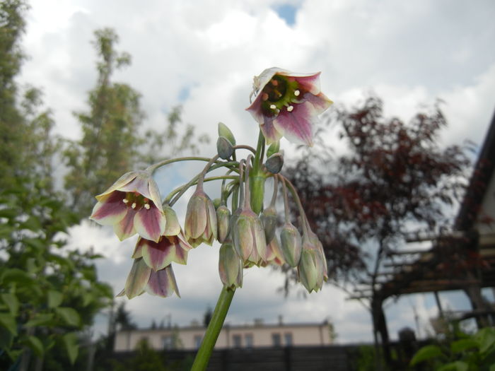 Allium siculum (2016, May 10)