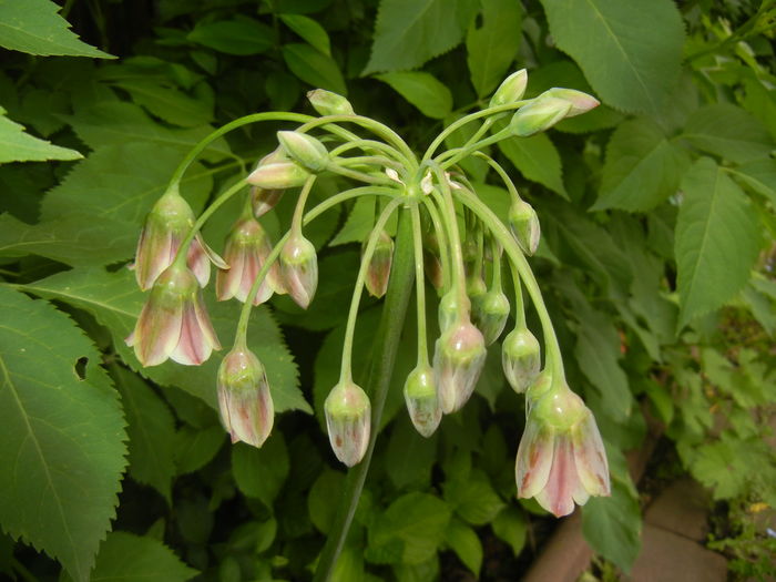 Nectaroscordum siculum (2016, May 10)