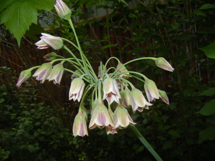 Allium siculum (2016, May 14)