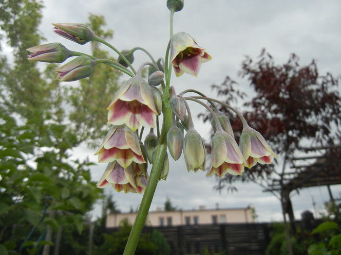 Allium siculum (2016, May 14)
