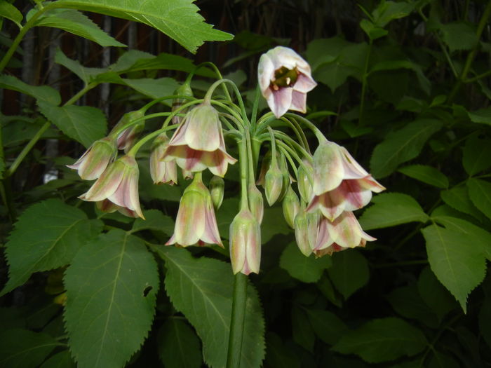 Allium siculum (2016, May 14)