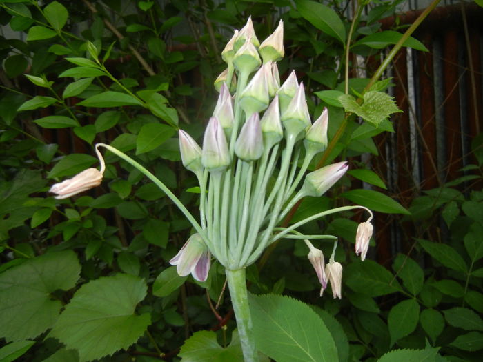 Allium siculum (2016, May 27)