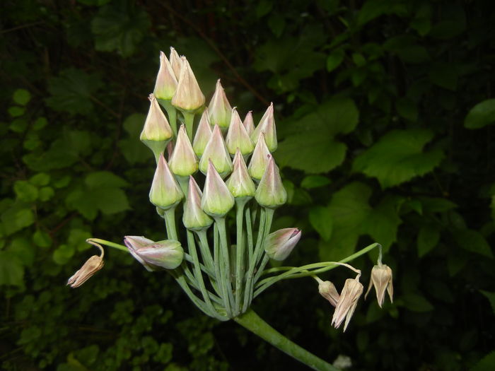 Allium siculum (2016, May 27)
