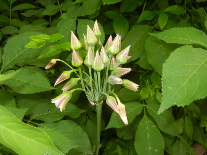 Allium siculum (2016, May 27)