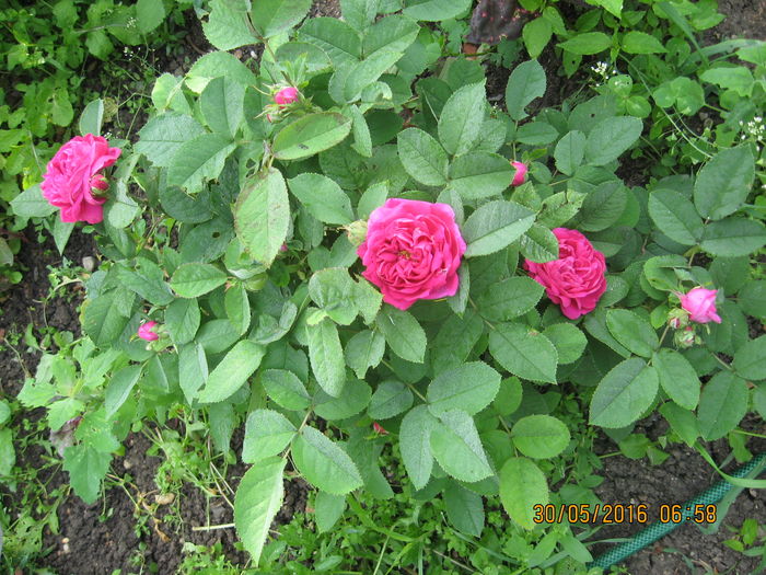 Rose de Resch, primele flori de la.. - Trandafiri de dulceata