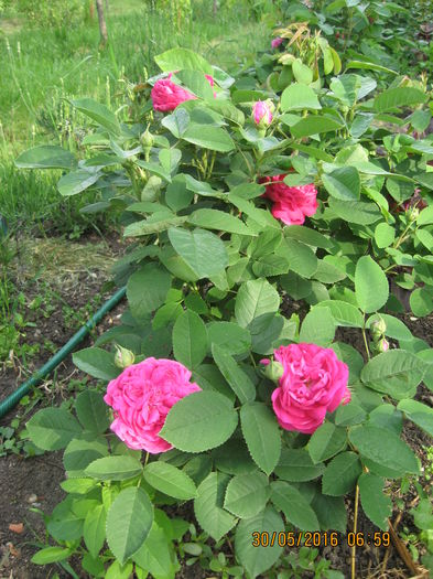 noastra gradina de legume - Trandafiri de dulceata