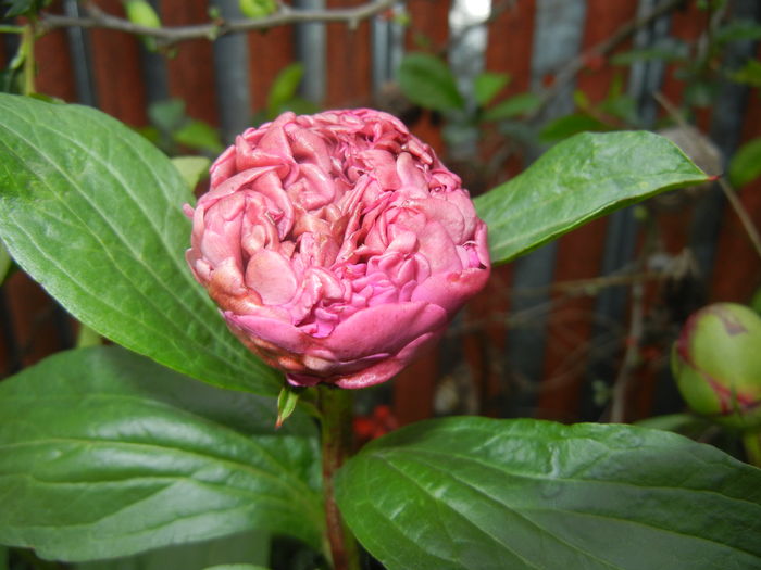 Peony. Bujor (2016, April 29) - BUJORI_Peony Paeonia