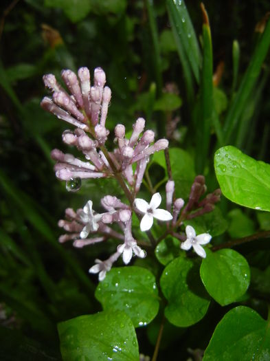 Syringa patula Miss Kim (2016, April 20) Syringa patula Miss Kim (2016, April 20)