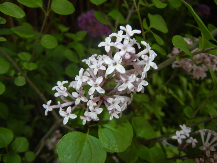 Syringa patula Miss Kim (2016, Apr.29) Syringa patula Miss Kim (2016, Apr.29)