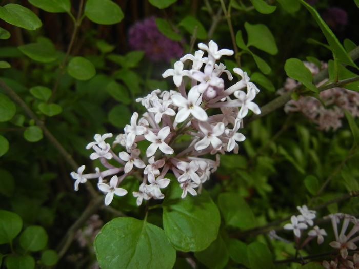 Syringa patula Miss Kim (2016, Apr.29)