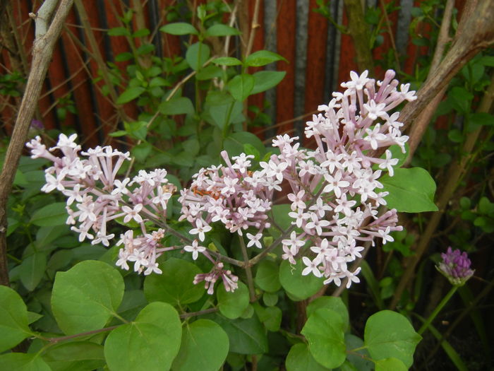 Syringa patula Miss Kim (2016, Apr.29) Syringa patula Miss Kim (2016, Apr.29)