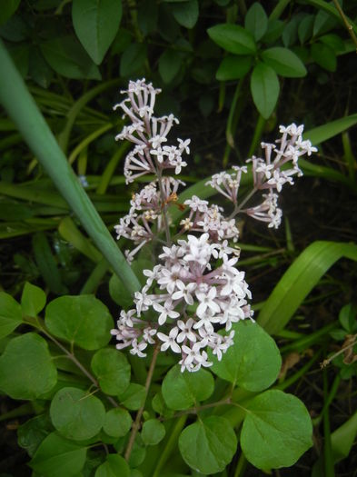 Syringa patula Miss Kim (2016, Apr.29) Syringa patula Miss Kim (2016, Apr.29)