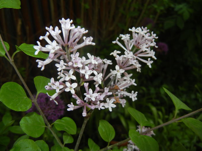 Syringa patula Miss Kim (2016, Apr.29) Syringa patula Miss Kim (2016, Apr.29)
