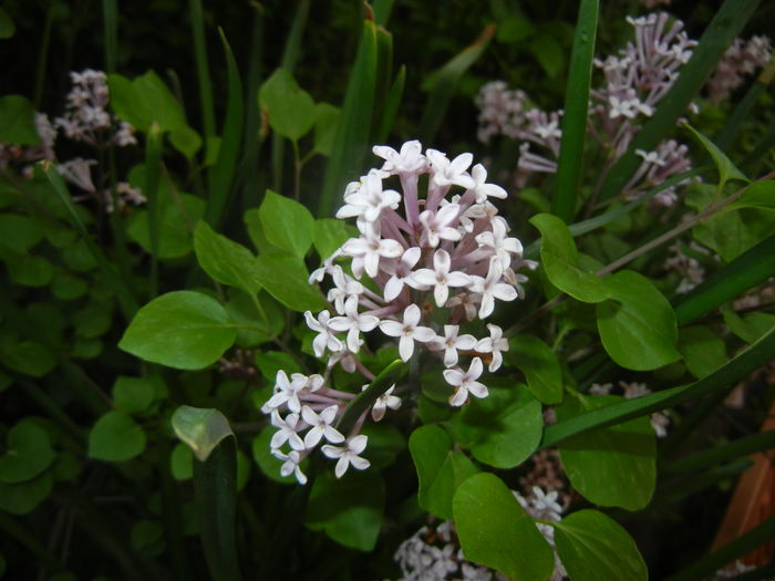 Syringa patula Miss Kim (2016, Apr.29) Syringa patula Miss Kim (2016, Apr.29)