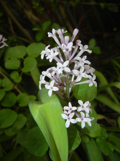 Syringa patula Miss Kim (2016, Apr.29)