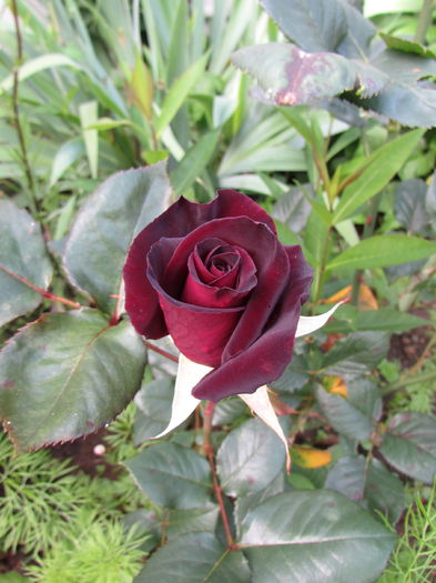 Black Baccara