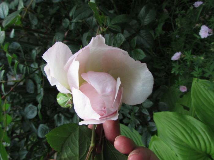 The Generous Gardener