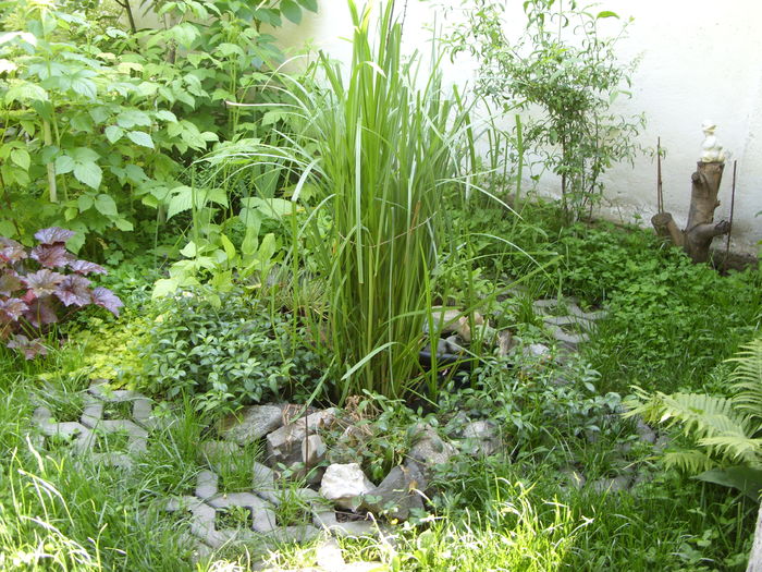 SDC13104 - gradina