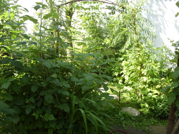SDC13179 - gradina