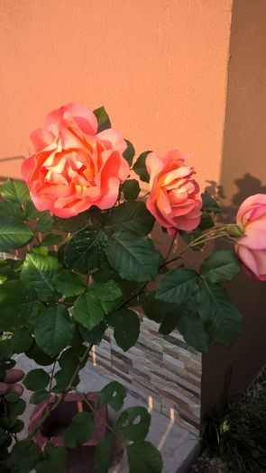WP_20160530_07_14_54_Pro