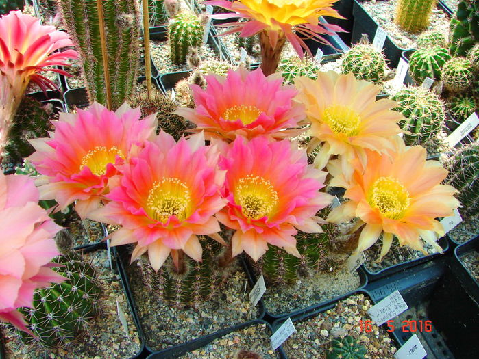 DSC09636